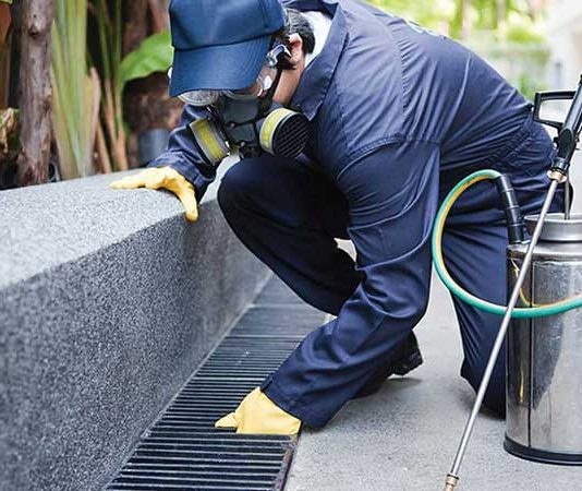 Derattizzazione Roma