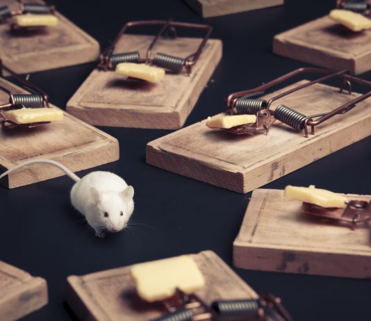 Disinfestazione E Derattizzazione Roma