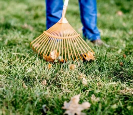 Manutenzione giardini a Roma