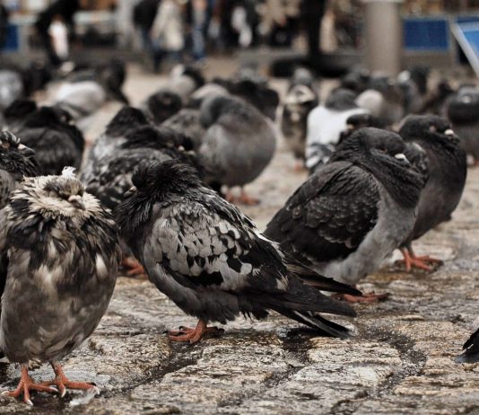 Allontanamento piccioni Roma