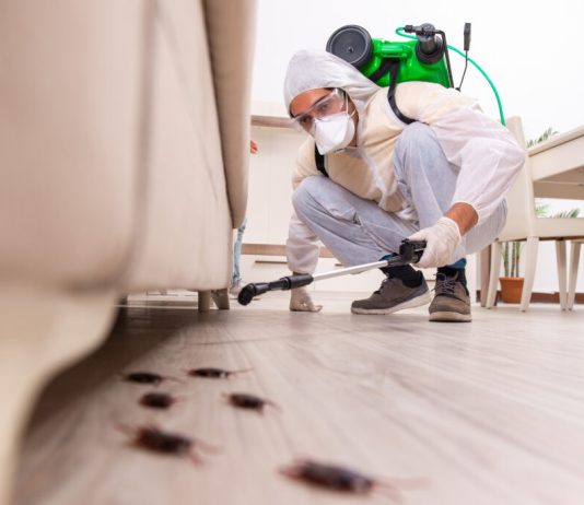 Disinfestazione zanzare Roma