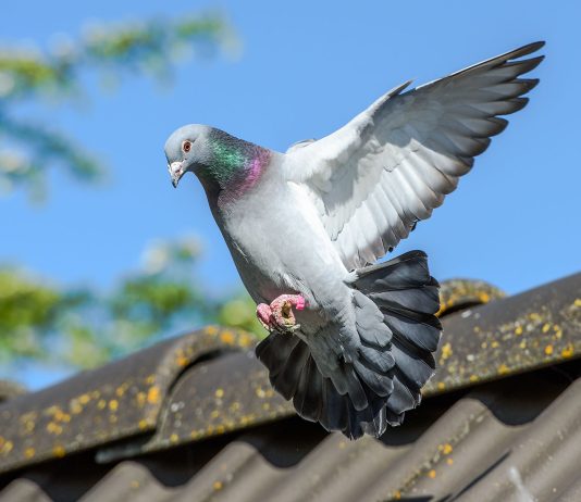 Costo allontanamento volatili Roma