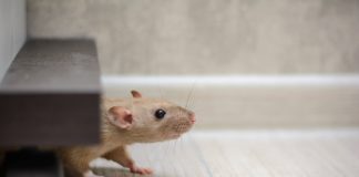 Costo per derattizzazione Roma