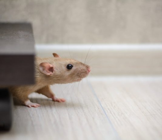 Costo per derattizzazione Roma