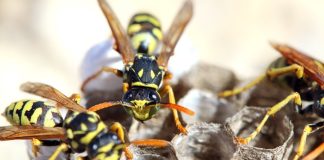 Disinfestazioni insetti striscianti Roma