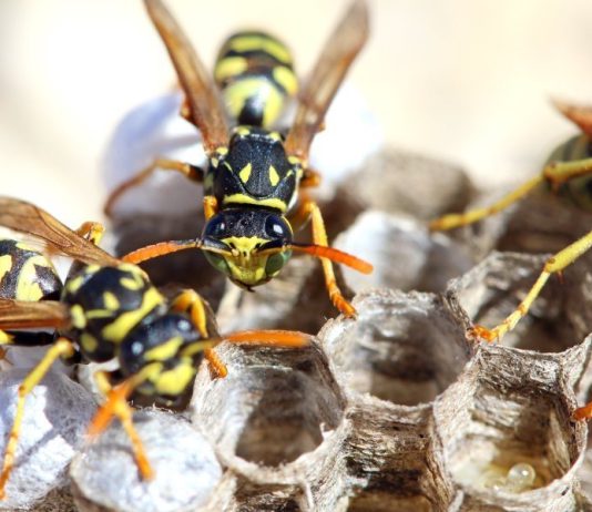 Disinfestazioni insetti striscianti Roma