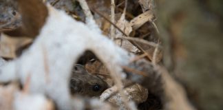 Fare derattizzazione