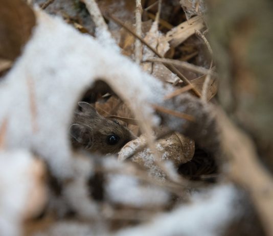 Fare derattizzazione