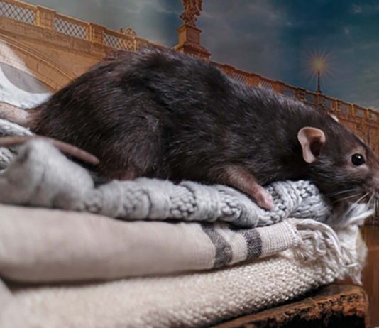 Derattizzazione e sanificazione Roma