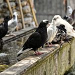 Prezzo Allontanamento Piccioni Roma