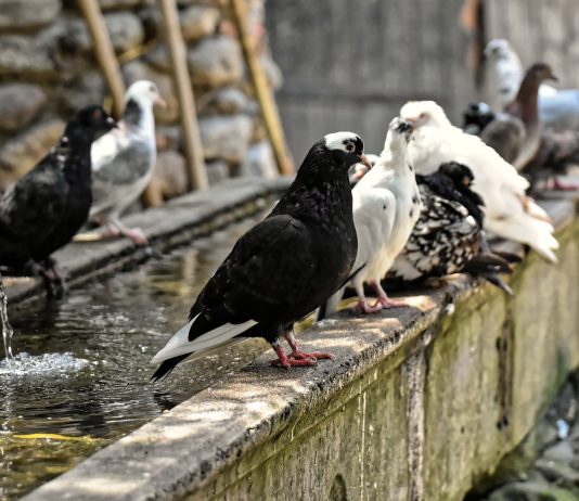 Prezzo Allontanamento Piccioni Roma